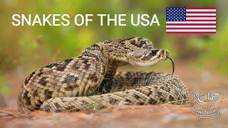 Snakes of the USA, 5 species from forests and marshes, Eastern diamondback rattlesnake, cottonmouth
