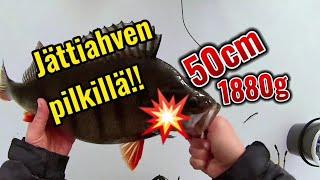 Ahven 50cm1880g! Pilkillä Saimaalta 24.03.2023!