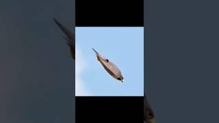 Peregrine Falcon The Art of the Worlds Fastest Bird ️ #facts #shorts