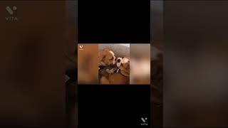 그렇게 좋니. Funny dogs .https://www.youtube.com/watch?v=9Q7Fbn5soeU