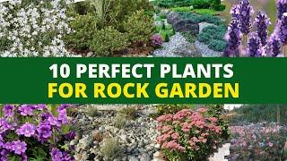 10 Perfect Plants for a Rock Garden 