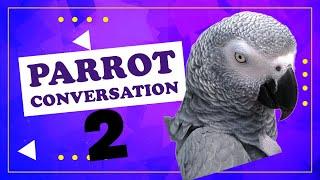 Parrot conversation with Smurfy The African Grey