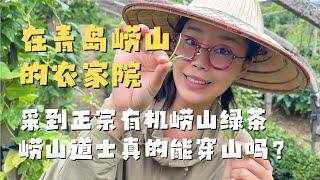 在青岛崂山看到了真正的崂山道士 采正宗无公害崂山绿茶 吃大碗鲜美的农家菜 超美环海公路｜回家乡的最大感受