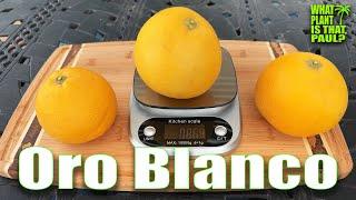 Oro Blanco grapefruit TASTING and REVIEW / Cross between a white-fleshed grapefruit and a pomelo