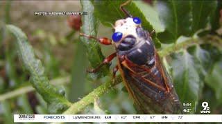 Will blue-eyed cicada net you $1,000?