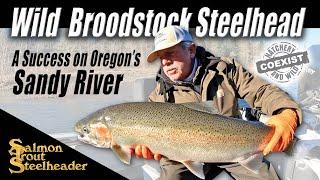 Wild Broodstock Steelhead:  A Success on Oregon's Sandy River