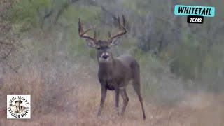 Stunning 205-inch 10-Point South Texas Whitetail