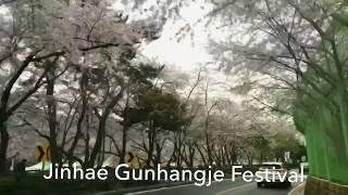 Chasing Cherry Blossoms in Jinhae-gu Korea