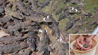 Nesting Crocodiles and Hatchling in Sand |Giant Crocodile Farm Feed 100000 Crocodiles in My  Village