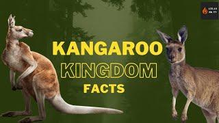 Kangaroo Kingdom in 8k, interesting facts about kangaroo