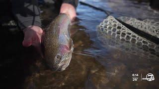 Silverthorne ranked one of the country's best places to fly fish in the fall