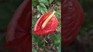 Anthurium variety Sun rise