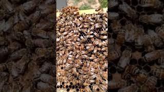 Can you find the queen bee?