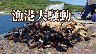 【漁港大騒動】梅雨入りの堤防でカバなみに巨大化した魚が釣りあがる