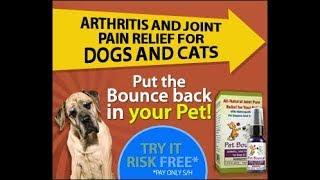 Our Pets Health - How Can You Tell if Your Dog has Arthritis: top 10 symptoms - Our Pets Health