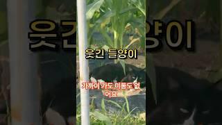 이 들양이는 정말 웃깁니다 웃겨요^^