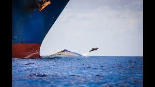 Dolphin's Swim In Front Of Ship