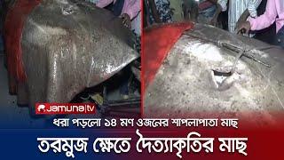 বরিশালের তরমুজ ক্ষেতে দৈত্যাকৃতির শাপলাপাতা মাছ! অতঃপর...? | Barishal Jiant Fish | Jamuna TV