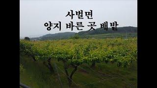 (00526-1)상주시 사벌국면 덕담리 배밭