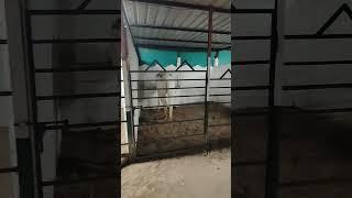 Rupal stud farm Gujarat all India horse business