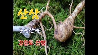 산삼 산행 오늘도 좋은 산삼 많이 만나고 왔습니다 산타는 아빠 동행 산행