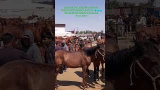 @TARAZ MAL BAZARKZ | MAL BAZAR 2023 | МАЛ БАЗАР ТАРАЗ 2023 АЙҒЫР HORES