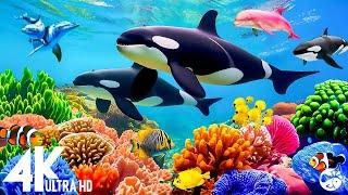 Aquarium 4K VIDEO (ULTRA HD)  Sea Animals for Relaxation, Beautiful Coral Reef Fish in the Ocean