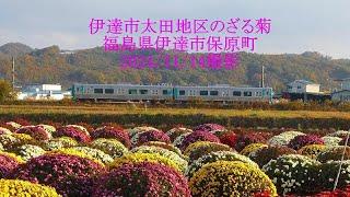 伊達市太田地区のざる菊　福島県伊達市保原町2024/11/14撮影