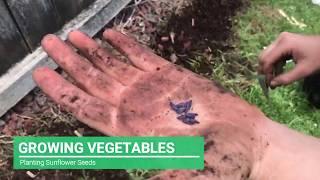 Planting Sunflower Seeds