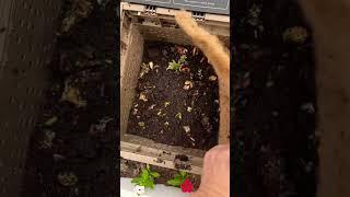 Subpod Compost System and Worm Farm in a Raised Bed Garden