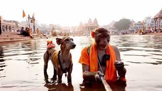Viral monkey Ham Ja Rahe Hain prayagraj ke Darshan karne  Jai shree Ram #treding #vlog #monkey