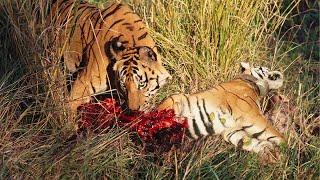 Gigantic Tiger Shows Its Supremacy Over Another Tiger