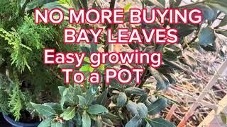 How to grow bay leaves