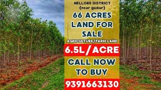 66 acres agriculture land for sale in andhrapradesh | low cost agriculture land in nellore district