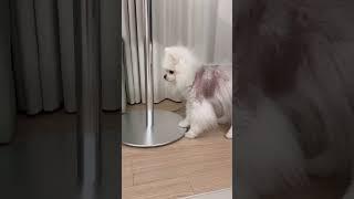 또 사고친 뭉치 #강아지 #뭉치네 #뭉치 #pomeranian #포메라니안 #귀여운강아지 #cutedog #강아지브이로그 #반려견 #강아지일상 #강아지쇼츠 #shorts