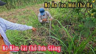 Không Thể Tin Được Con Rắn Bự Nó Nằm Cái Chỗ Quá Đơn Giảng | Mười Thương SB