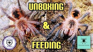 Skinny Legs Tarantulas UNBOXING plus BONUS feeding footage