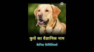 dog amezing fact by FACT BOX|#shorts ##youtube #like #dog #animal #factbox