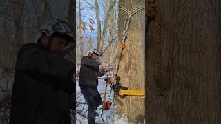 GRCS max pull test #arborist #rigging #gear #accountability #shortvideos #shorts  @zach-riggs