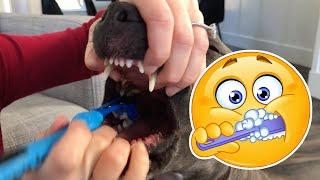 How To Brush Your Dog's Teeth