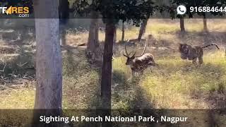 #Tiger #Sighting At #Pench National Park | Tiger Catching Deer