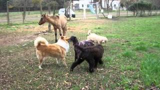 Benita - Rincón Animal Pergamino