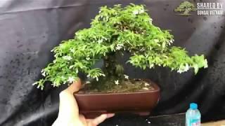 Những siêu phẩm Bonsai Mini ở Sài Gòn