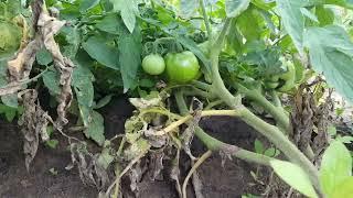 Growing tomatoes deep in the jungles of Gokwe - Beautiful Zimbabwe!