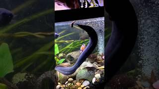  Huge Fire Eel VS Huge Worm 🪱