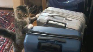 Cat vs Suitcases (Epic!) - Kitty Piano Adventures