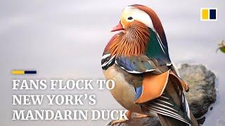 The Mandarin duck - New York's most surprising celebrity