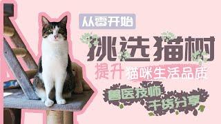 猫树怎么挑选？铲屎官必看｜兽医技师教你宠物日常护理【RVT大竹子】