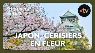 Le Japon des cerisiers en fleurs - Échappées belles