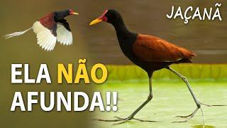 JAÇANÃ: Ave aquática de PÉS IMENSOS e Canto Marcante!